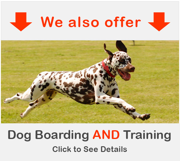 Dog Training and Boarding San Antonio Services