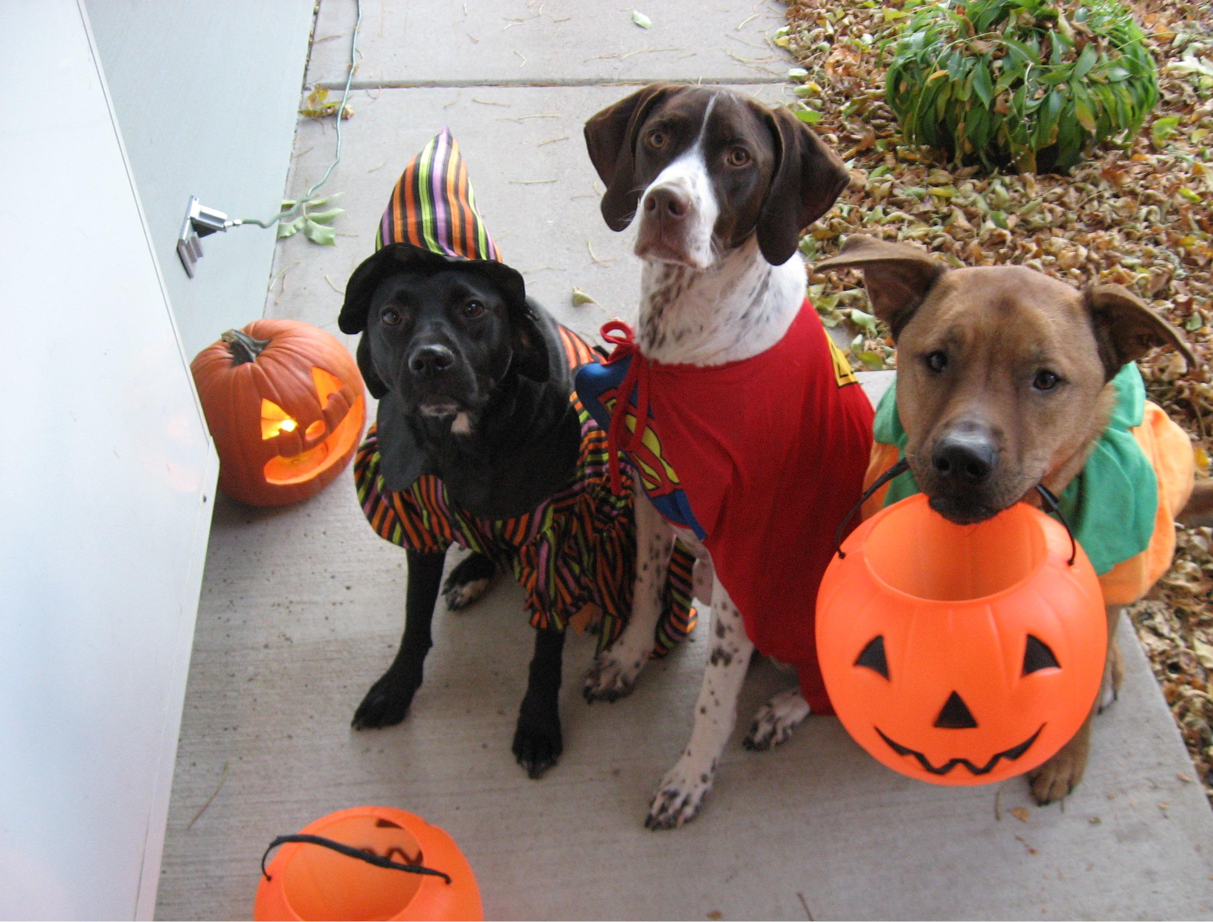 10 Strategies For Keeping Rover Safe This Halloween