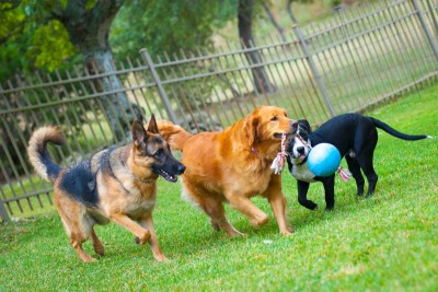 Train your dog with positive training tactics