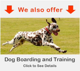 Dog Training and Boarding