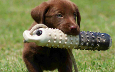 Playful puppy using training skills