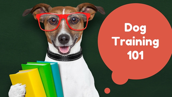 Frequently asked Dog training questions