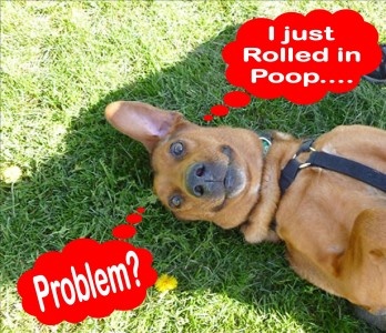 Roll in Poop, dog rolling, dog tips, dog training