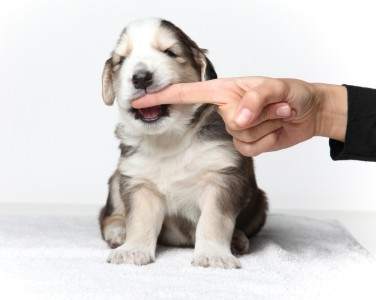stop Puppy biting