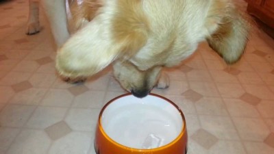 Ice in Dog bowl