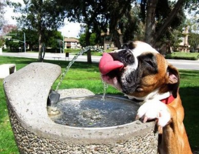 Dog Water fountain