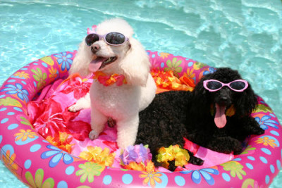 dogs-by-the-pool