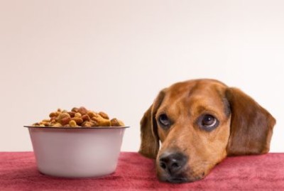 sad dog with food