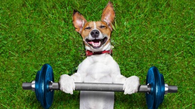 fitness-dog-smiling_h