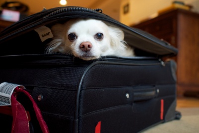 dog suitcase