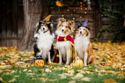 Shetland-Shepherd-dogs -halloween-hats