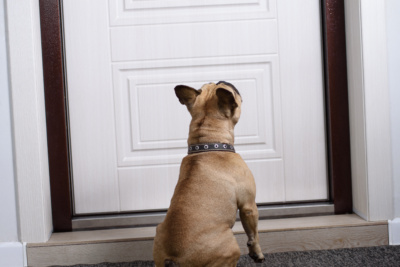 french-bulldog-waiting-by-door