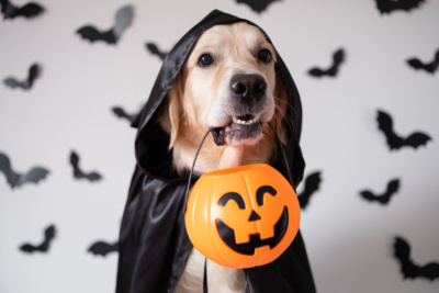 dog-halloween-witch-costume