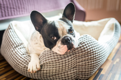 french-bulldog-in-dog-bed