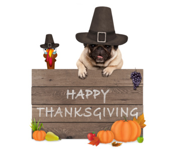 thanksgiving-pug