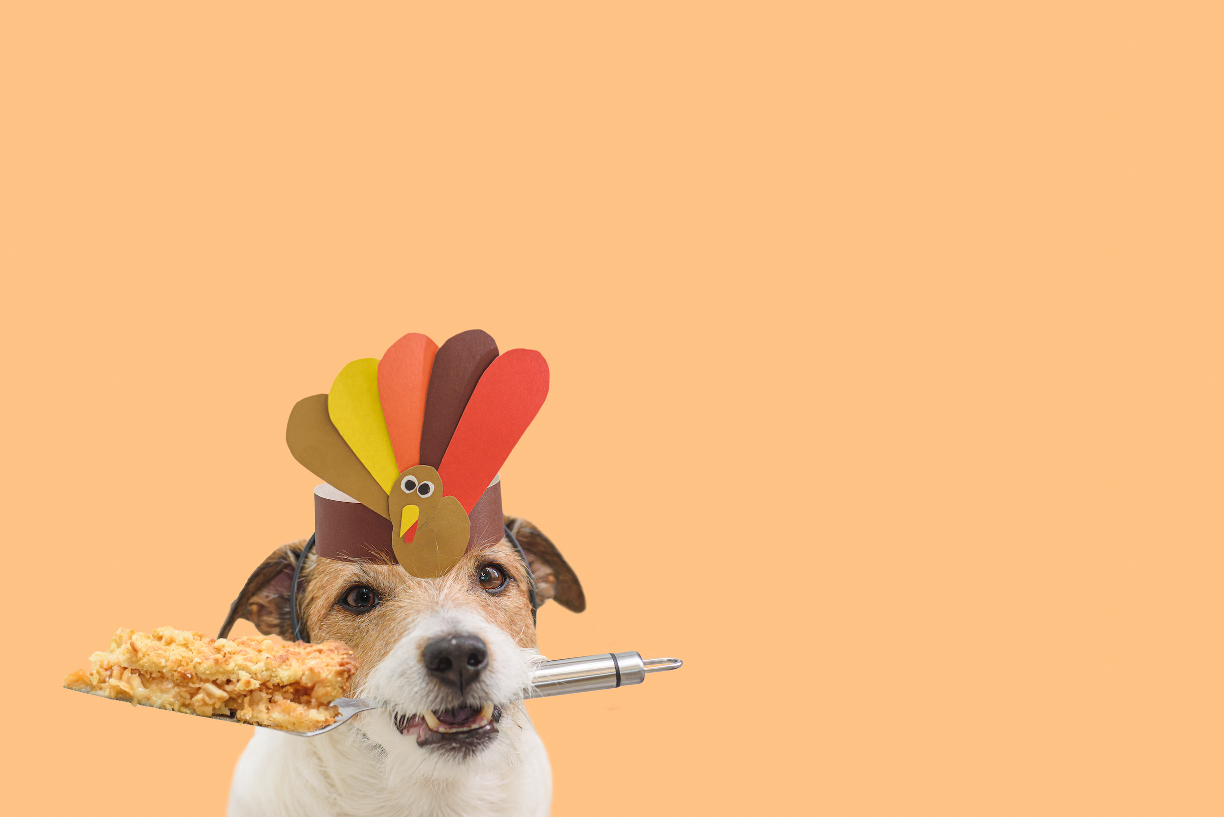 Jack-Russell-Thanksgiving